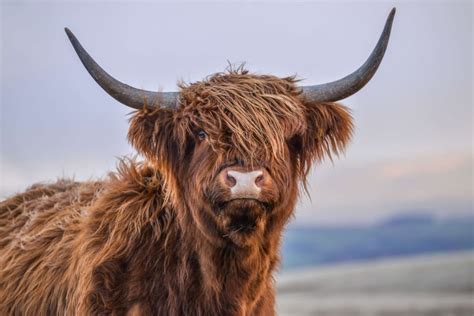 Schotse Hooglander Behang Kopen Fotobehang