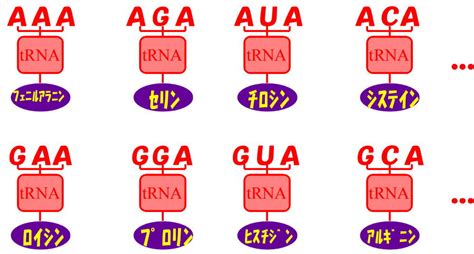 64通りあるコドンにそれぞれ対応したtrnaがある。下の図は、その一部分の例。