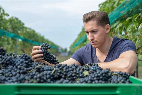 Weingut Steindorfer My Burgenland Online Shop