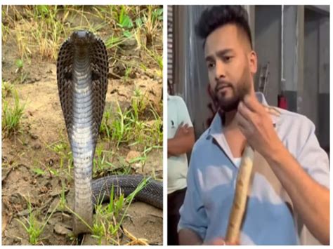 Venom Glands And Teeth Of Snakes Are Missing Noida Police Grill