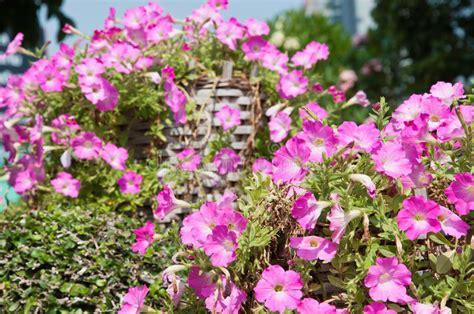 Petunia Flower Stock Photo Image Of Focus Black Outdoor 67506900