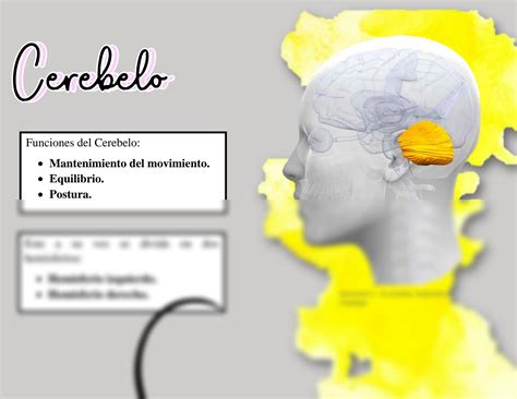 Solution Ubicaci N De Las Funciones Cerebrales Studypool