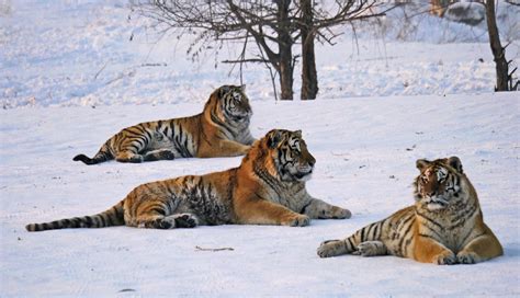 photoscope: Siberian Tigers