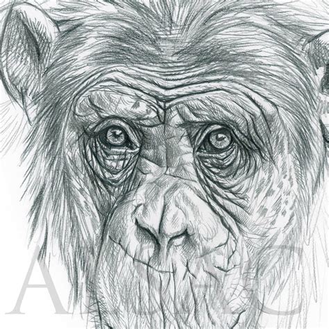 Chimpanzee Study Drawing By Stephan Alsac French Wildlife Artist