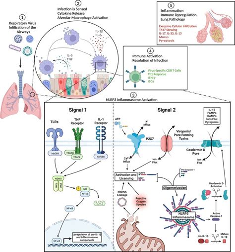 Respiratory Virus Activation Of The Nlrp3 Inflammasome Respiratory Download Scientific Diagram