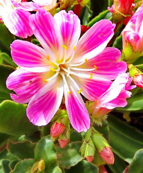 Lewisia Cotyledon S Watson B L Rob Siskiyou Lewisia World Flora