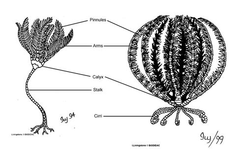 Crinoidea | BLOG PEMBELAJARAN BIOLOGI