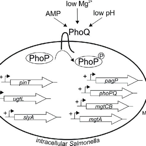 2 Summary Of Phop Activated Genes Compiled From Choi And Groisman