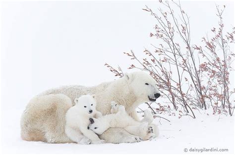 09 03 16 Wapusk NP Manitoba Canada Daisy Gilardini Photography