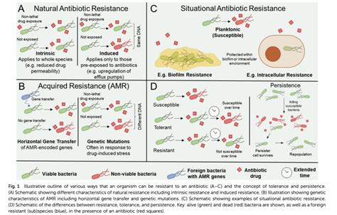 Antibiotic resistance chart