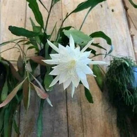 Jual Tanaman Hias Wijaya Kusuma Epiphyllum Anguliger Bunga Hidup Murah