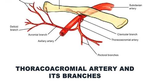 Thoracoacromial Artery