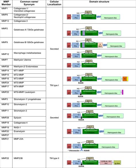 Matrix Metalloproteinases Mmps And Tissue Inhibitors Of