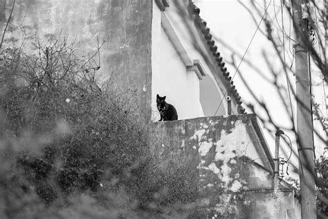 Alien Cat House 5