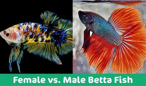 Betta Fish Facts Ultimate Resource For Betta Fish Care