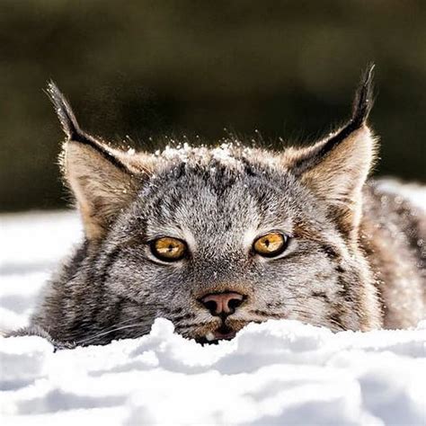 Meet The Canada Lynx With Paws As Big As A Human Hand Captivating The