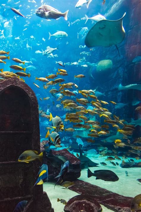 Tropische Fische Akustiklabor In So Einem Aquarium An Auf Einem