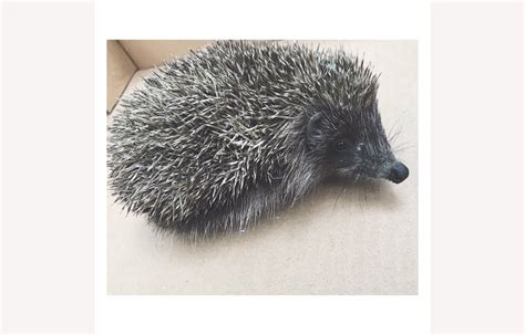 Spike The Hedgehog