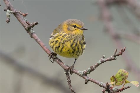 Cape May Warbler Female Fall Jeremy Meyer Photography