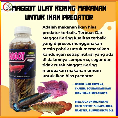 Jual MAGGOT ULAT KERING UNTUK PAKAN IKAN PREDATOR CHANNA ARWANA