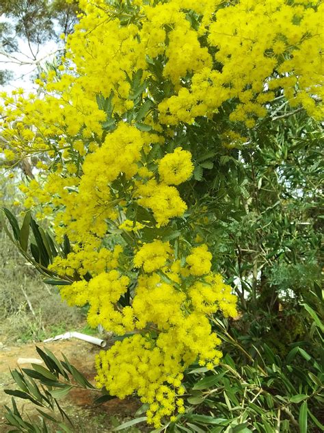 Acacia Baileyana Cootamundra Wattle Spring Has Sprung Barmera South Australia R Australianplants