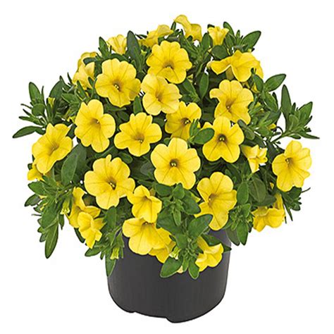 Calibrachoa Deep Yellow