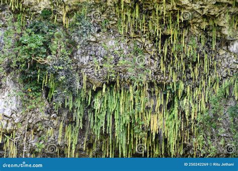 Fern Grotto At Wailua River State Park On Kauai Island In Hawaii Stock