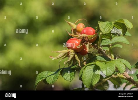 Rose hips from the Japanese Rose (Rosa rugosa Stock Photo - Alamy