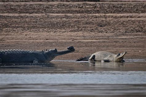 The Gharials Of River Chambal | Nature inFocus