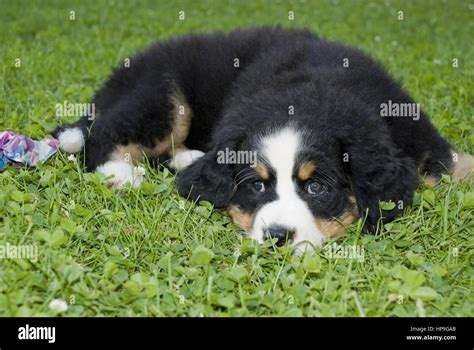 Bern Alpine Dairymans Chien Banque De Photographies Et Dimages Haute