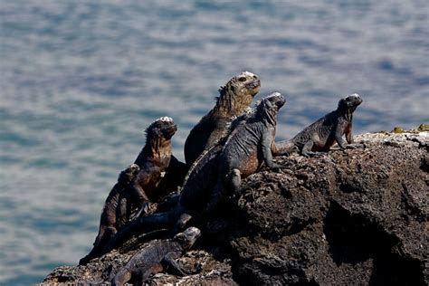 Marine Iguanas Feeding Underwater In The Galapagos The Planet D