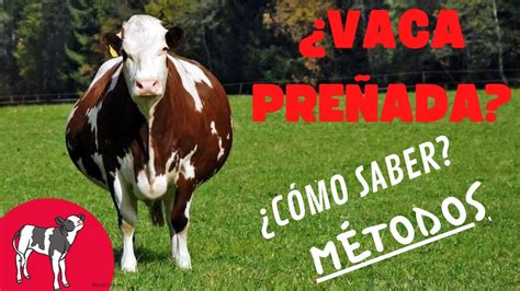 Como Saber Si Una Vaca Est Pre Ada Diagn Stico De Gestaci N En