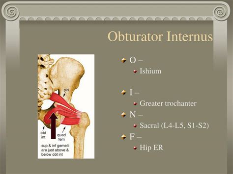 PPT - Hip Muscles PowerPoint Presentation, free download - ID:5615183