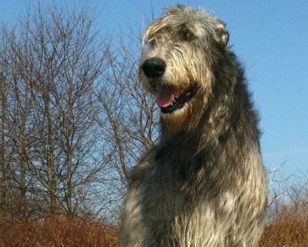 Levriero Irlandese Prezzo Altezza E Carattere Dell Irish Wolfhound