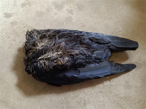Juvenile American Crow (Corvus brachyrhynchos : r/deadbirds