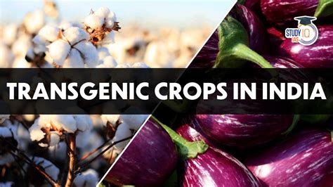 Transgenic Crops in India