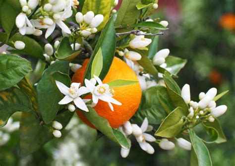 Recettes dEau de fleurs doranger Idées de recettes à base dEau de