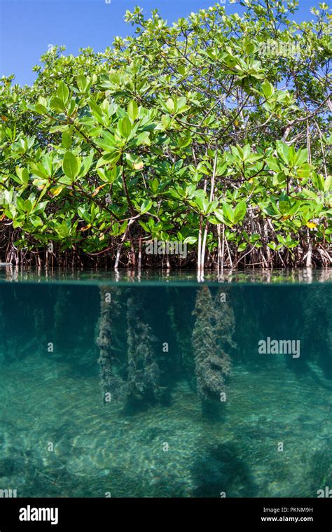 Aerial Prop Roots Of Red Mangroves Rhizophora Cancun Yucatan Mexico