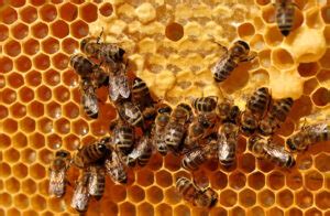 Honey Bee Hive Removal - Youngs Pest Control