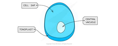 Aqa A Level Biology复习笔记2 1 2 Structure Of Eukaryotic Cells 翰林国际教育