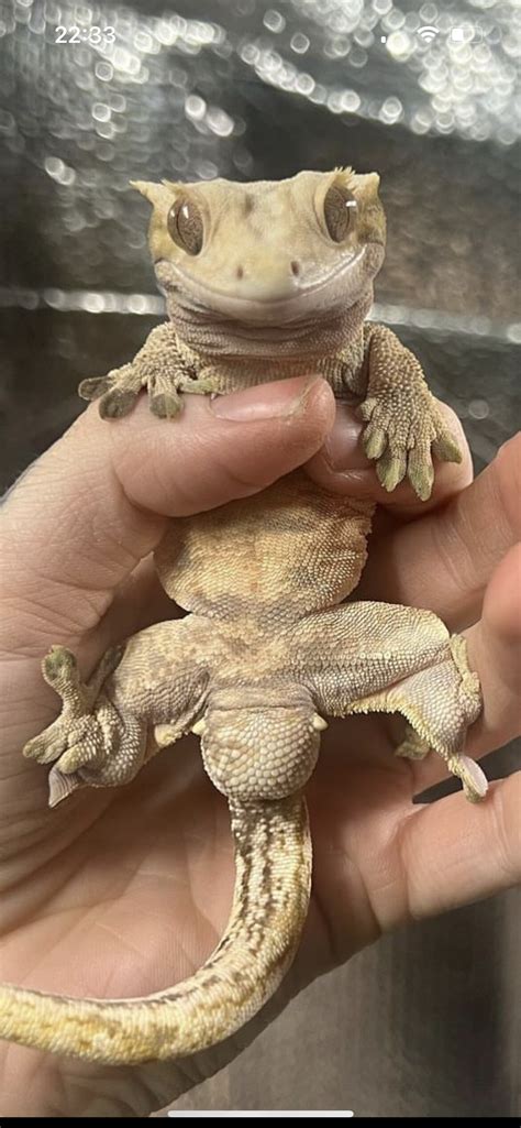 How To Tell The Sex Of A Crested Gecko Crested Geckos MorphMarket Reptile Community