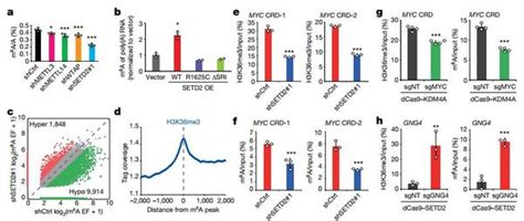 何川等2篇nature揭示mrna M6a修饰详细调控机制 知乎