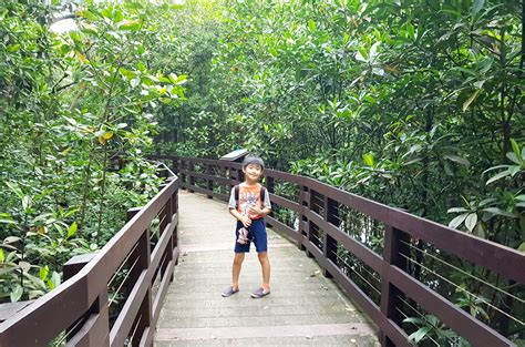 Pasir Ris Park Mangrove Swamp Boardwalk | My Chirpy Life