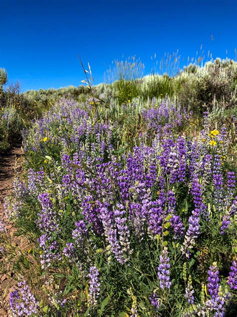 Park City wildflowers in full bloom - TownLift, Park City News