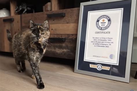 Flossie Named World’s Oldest Cat ‘i Knew From The Start She Was Special’