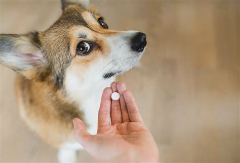 Prednitab F R Hunde Wirkungen Risiken Und Richtige Anwendung