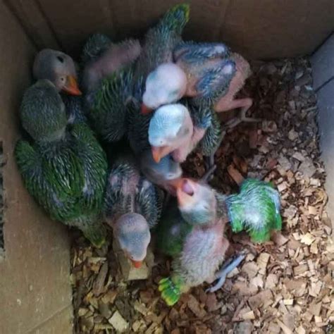 Buy Green Ringneck Parrot Female In Pakistan Parrot For Sale Taj