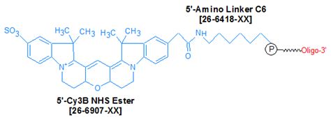 Cy B N Oligo Modifications From Gene Link