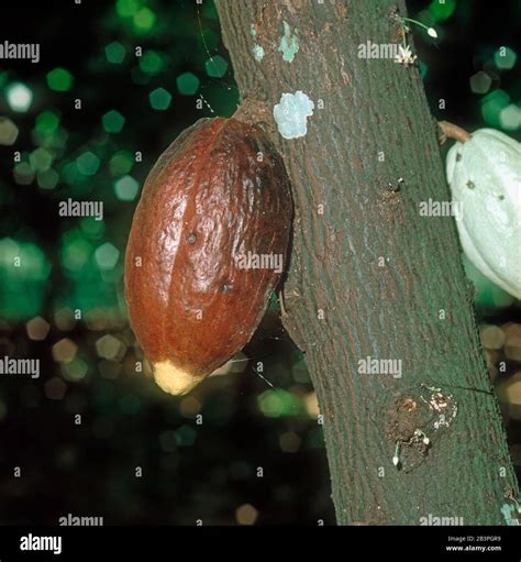 Black Pod Or Fruit Rot Phytophthora Palmivora Infected Cocoa Pod On