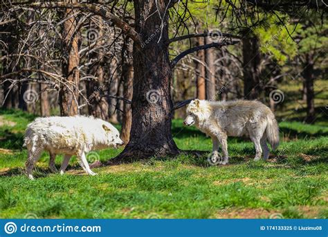 A Wild Wolf pack in a Zoo stock image. Image of wildlife - 174133325